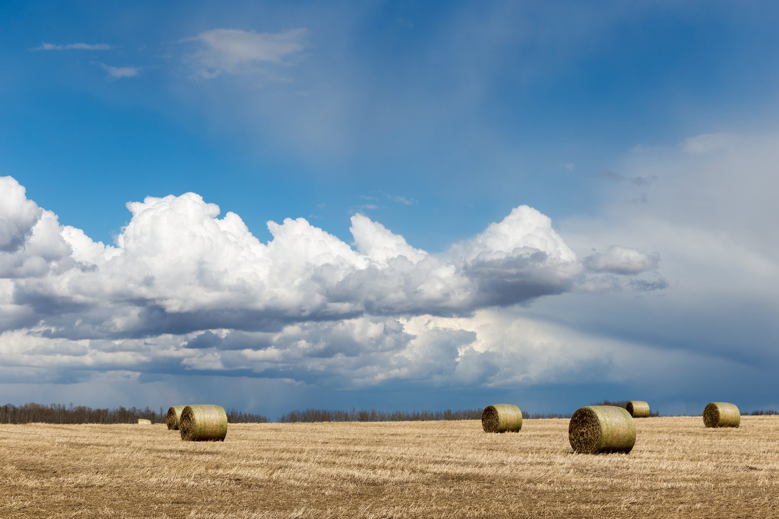 Towering prairie clouds over a harvested Alberta field dotted with round hay bales